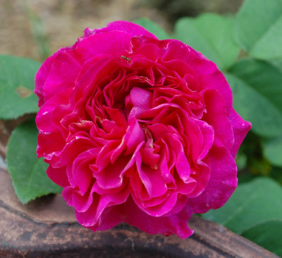 Rosabella_0010__K_24496.jpg