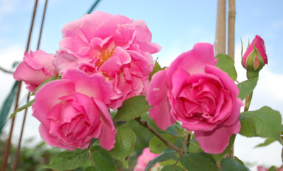 Senateur_Amic_0010__S2_24425.jpg