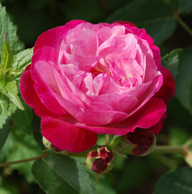 Sophies_Perpetual_0010__RH_24310.jpg