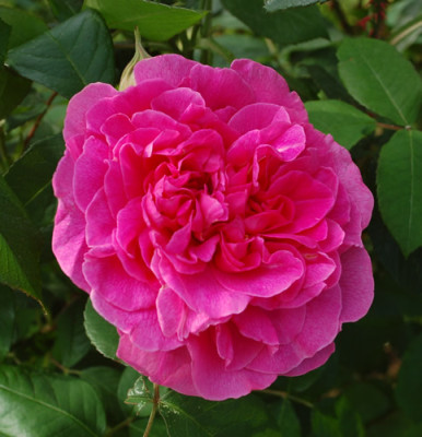 Gertrude_Jekyll_0010__S1_24446.jpg