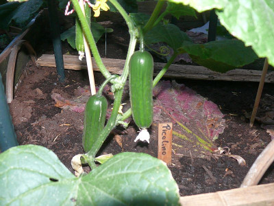 230606_Picolino.jpg