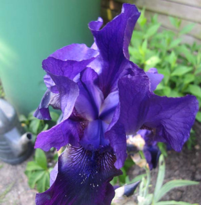 Iris1Dunkellila Kopie.jpg