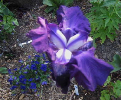 Iris3Dunkellila Kopie.jpg