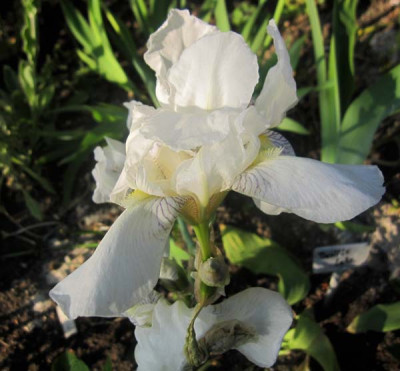 Iris1WeissMittelhoch Kopie.jpg