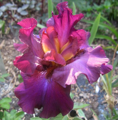 Iris4RoetlichGelbeMitte Kopie.jpg