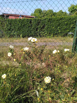 Aisha - vielversprechende Heckenrose im 2ten Standjahr.jpg