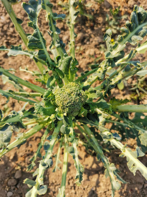 Broccoli Halbblattlos.jpeg