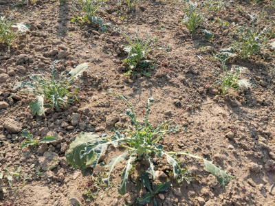 Broccoli halbblattlos Bestand.jpeg