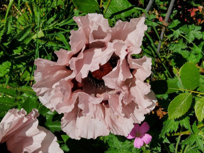Papaver Graue Witwe.jpg