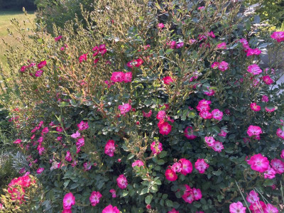 IMG_9287.jpeg