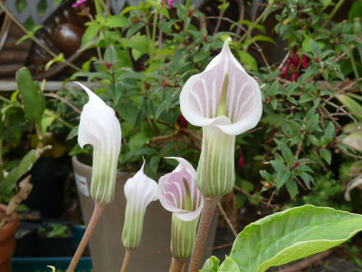 2023-06-07 Arisaema candidissimum 1.jpg