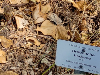 OrobancheHederae20230607_135336_HDR.jpg