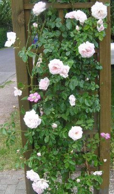rosenbogen0608.jpg