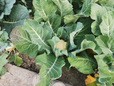 Blumenkohl N-Mangel.jpeg