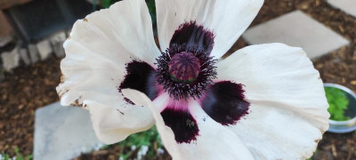 Papaver_Perrys_White_20230606_150832.jpg