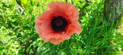 Papaver_alt_20230601_145321.jpg