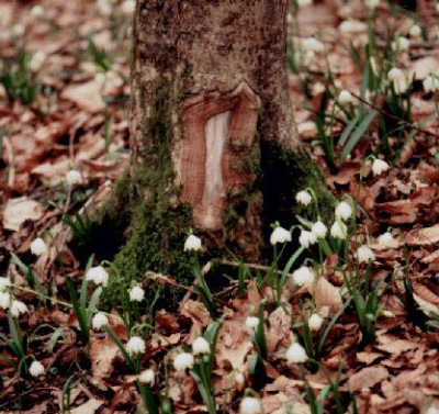 Leucojum_vernum_im_Buchenlaub_Marzenbecherwald.jpg