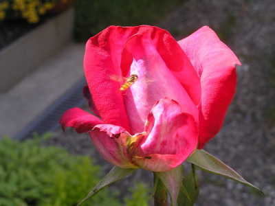 acapella0608.jpg