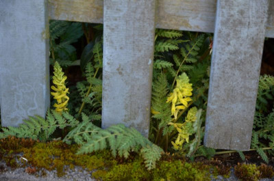 Corydalis_cheilanthifolia.20-1.jpg