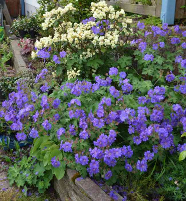 Geranium-SabaniBlue.15-3.jpg
