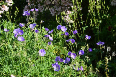 Geranium-EurekaBlue.22-1.jpg