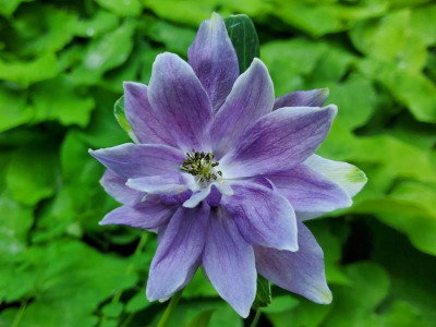 Aquilegia hellblau vor Eibe für Beet rechts.jpg