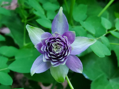 Aquilegia hellblau.jpg