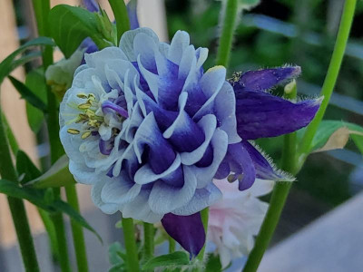 Aquilegia weißblauer Mini-Pompom.jpg