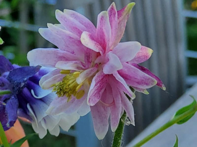 Aquilegia rosa Pompom.jpg