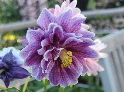 Aquilegia flieder Pompom.jpg