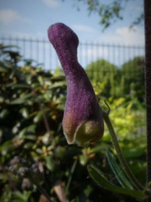Blüte.JPG