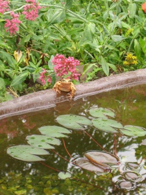 frosch_0319.jpg