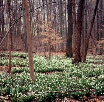 Leucojum_vernum_im_Marzenbecherwald_Flache.jpg