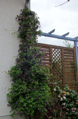 Clematis_fauriei-CampanulinaPlena.23-1.jpg