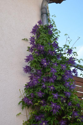 Clematis_fauriei-CampanulinaPlena.19-1.jpg