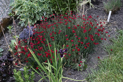 DSC_7652_DxO.jpg