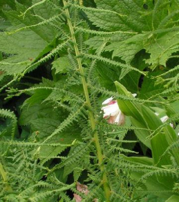 Athyrium_ff_Pseudovictoriae_004.jpg