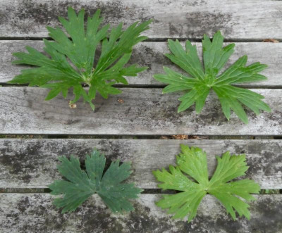 Aconitum Vergleich.JPG