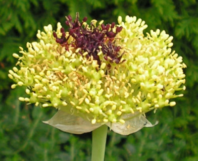 Allium_chrysantherum_040.jpg