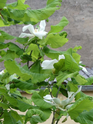 2023-06-08 Magnolia 'Ashei'.jpg