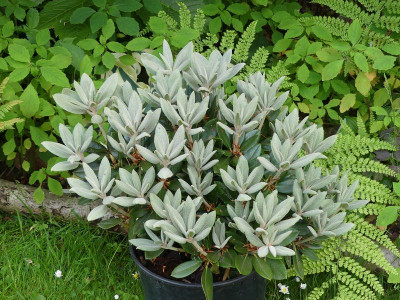 2023-06-08 Rhododendron pseudochrysanthum 'Golfer'.jpg