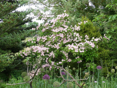 2023-06-08 Cornus kousa 'Satomi'.jpg