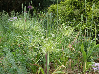 2023-06-08 Allium schubertii 'Arctic Snow' 1.jpg