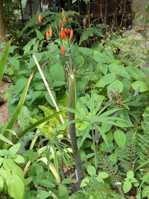 2023-06-08 Arisaema erubescens.jpg