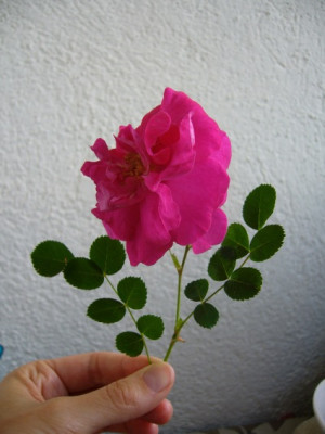 Cerise33333333333.jpg