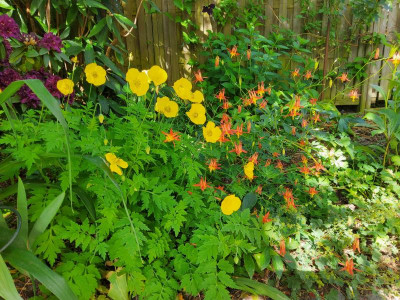Aquilegia formosa & Papaver cambricum.jpg