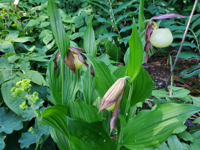 Cypripedium kentuckiense.jpg