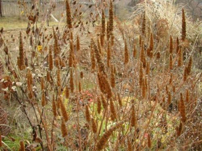 Agastache_Herbst.jpg