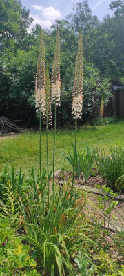 Eremurus_Oase_20230603_135557.jpg
