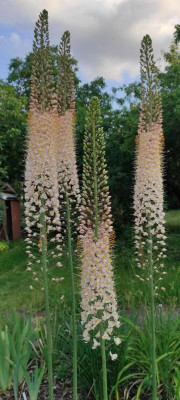 Eremurus_Oase_20230606_200331.jpg